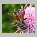 Eriothrix rufomaculatus - Raupenfliege 01.jpg